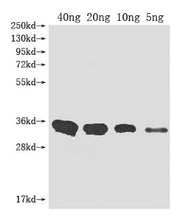 Western Blot Positive WB detected in Recombinant protein All lanes: Metallo-beta-lactamase type 2 antibody at 1:2000 Secondary Goat polyclonal to rabbit IgG at 1/50000 dilution Predicted band size: 32.3 kDa Observed band size: 33 kDa