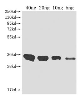 Western Blot Positive WB detected in Recombinant protein All lanes: Metallo-beta-lactamase type 2 antibody at 1:2000 Secondary Goat polyclonal to rabbit IgG at 1/50000 dilution Predicted band size: 32.3 kDa Observed band size: 33 kDa