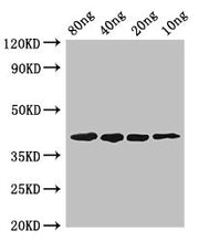 Western Blot Positive WB detected in Recombinant protein All lanes: pepF antibody at 2.8µg/ml Secondary Goat polyclonal to rabbit IgG at 1/50000 dilution predicted band size: 40 kDa observed band size: 40 kDa