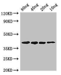 Western Blot Positive WB detected in Recombinant protein All lanes: pepF antibody at 2.8µg/ml Secondary Goat polyclonal to rabbit IgG at 1/50000 dilution predicted band size: 40 kDa observed band size: 40 kDa