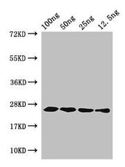 Western Blot Positive WB detected in Recombinant protein All lanes: hfb1 antibody at 4µg/ml Secondary Goat polyclonal to rabbit IgG at 1/50000 dilution predicted band size: 25 kDa observed band size: 25 kDa