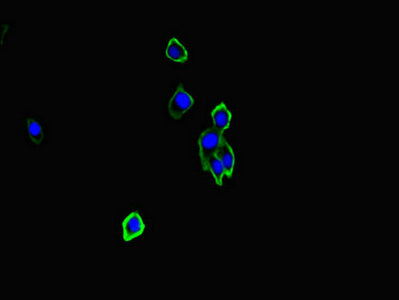 Immunofluorescent analysis of HepG2 cells using CSB-PA347832LA01HU at dilution of 1:100 and Alexa Fluor 488-congugated AffiniPure Goat Anti-Rabbit IgG(H+L)