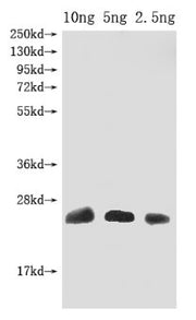 Western Blot Positive WB detected in Recombinant protein All lanes: Omega-hexatoxin-Hv1a antibody at 1:2000 Secondary Goat polyclonal to rabbit IgG at 1/50000 dilution Predicted band size: 25 kDa Observed band size: 25 kDa