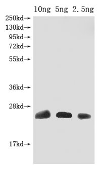 Western Blot Positive WB detected in Recombinant protein All lanes: Omega-hexatoxin-Hv1a antibody at 1:2000 Secondary Goat polyclonal to rabbit IgG at 1/50000 dilution Predicted band size: 25 kDa Observed band size: 25 kDa