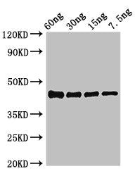Western Blot Positive WB detected in Recombinant protein All lanes: ompK antibody at 3.4ug/ml Secondary Goat polyclonal to rabbit IgG at 1/50000 dilution predicted band size: 44 kDa observed band size: 44 kDa