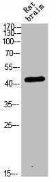 Western blot analysis of RAT-BRAIN Cell Lysate, antibody was diluted at 1:1000. Secondary antibody was diluted at 1:20000
