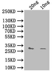 Western Blot Positive WB detected in: recombinant protein All lanes: yhaK Antibody at 1:1000 Secondary Goat polyclonal to rabbit IgG at 1/50000 dilution Predicted band size: 31 kDa Observed band size: 31 kDa