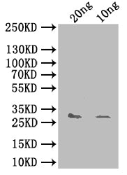 Western Blot Positive WB detected in: recombinant protein All lanes: yhaK Antibody at 1:1000 Secondary Goat polyclonal to rabbit IgG at 1/50000 dilution Predicted band size: 31 kDa Observed band size: 31 kDa