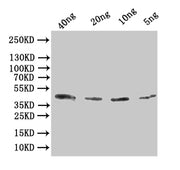 Western Blot Positive WB detected in: recombinant protein All lanes:Alpha-bungarotoxin Antibody at 1:1000 Secondary Goat polyclonal to rabbit IgG at 1/50000 dilution Predicted band size: 43 kDa Observed band size: 43 kDa