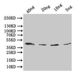 Western Blot Positive WB detected in: recombinant protein All lanes:Alpha-bungarotoxin Antibody at 1:1000 Secondary Goat polyclonal to rabbit IgG at 1/50000 dilution Predicted band size: 43 kDa Observed band size: 43 kDa