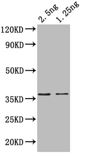 Western Blot Positive WB detected in: recombinant protein All lanes: hupB Antibody at 1:1000 Secondary Goat polyclonal to rabbit IgG at 1/50000 dilution Predicted band size: 35 kDa Observed band size: 37 kDa