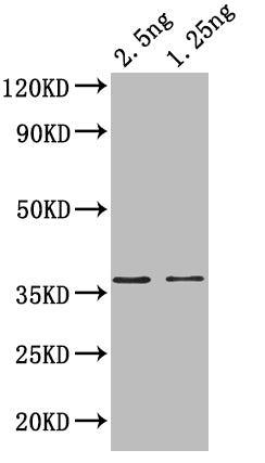 Western Blot Positive WB detected in: recombinant protein All lanes: hupB Antibody at 1:1000 Secondary Goat polyclonal to rabbit IgG at 1/50000 dilution Predicted band size: 35 kDa Observed band size: 37 kDa