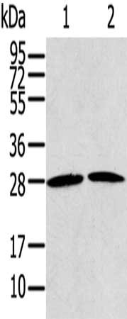 Gel: 12%SDS-PAGE, Lysate: 40 ug, Lane 1-2: NIH/3T3 cells, A431 cells, Primary antibody: CSB-PA350769(RRAS2 Antibody) at dilution 1/200, Secondary antibody: Goat anti rabbit IgG at 1/8000 dilution, Exposure time: 15 seconds