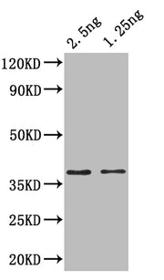 Western Blot Positive WB detected in: recombinant protein All lanes: ihfA Antibody at 1:1000 Secondary Goat polyclonal to rabbit IgG at 1/50000 dilution Predicted band size: 35 kDa Observed band size: 37 kDa