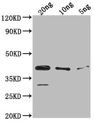 Western Blot Positive WB detected in Recombinant protein All lanes: ihfA antibody at 1:2000 Secondary Goat polyclonal to rabbit IgG at 1/50000 dilution Predicted band size: 38.1 kDa Observed band size: 38 kDa