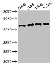 Western Blot Positive WB detected in Recombinant protein All lanes: eno antibody at 3.5µg/ml Secondary Goat polyclonal to rabbit IgG at 1/50000 dilution Predicted band size: 64 kDa Observed band size: 64 kDa