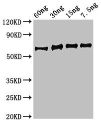 Western Blot Positive WB detected in Recombinant protein All lanes: eno antibody at 3.5µg/ml Secondary Goat polyclonal to rabbit IgG at 1/50000 dilution Predicted band size: 64 kDa Observed band size: 64 kDa