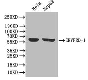 Western Blot Positive WB detected in: Hela whole cell lysate, HepG2 whole cell lysate All lanes: ERVFRD-1 antibody at 1:1000 Secondary Goat polyclonal to rabbit IgG at 1/50000 dilution Predicted band size: 60 kDa Observed band size: 60 kDa
