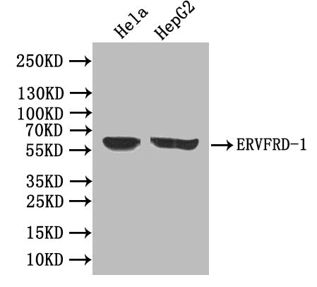 Western Blot Positive WB detected in: Hela whole cell lysate, HepG2 whole cell lysate All lanes: ERVFRD-1 antibody at 1:1000 Secondary Goat polyclonal to rabbit IgG at 1/50000 dilution Predicted band size: 60 kDa Observed band size: 60 kDa