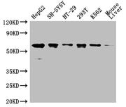 Western Blot Positive WB detected in: HepG2 whole cell lysate,SH-SY5Y whole cell lysate,HT-29 whole cell lysate,293T whole cell lysate,K562 whole cell lysate,Mouse liver tissue All lanes: ERVFRD-1 antibody at 1:2000 Secondary Goat polyclonal to ra...
