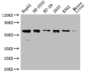 Western Blot Positive WB detected in: HepG2 whole cell lysate,SH-SY5Y whole cell lysate,HT-29 whole cell lysate,293T whole cell lysate,K562 whole cell lysate,Mouse liver tissue All lanes: ERVFRD-1 antibody at 1:2000 Secondary Goat polyclonal to ra...