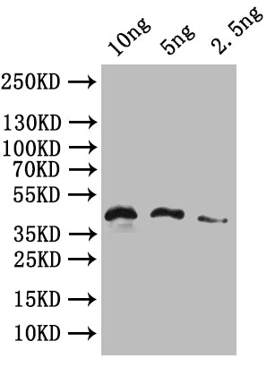 Western Blot Positive WB detected in: recombinant protein All lanes: HERVK_113 Antibody at 1:1000 Secondary Goat polyclonal to rabbit IgG at 1/50000 dilution Predicted band size: 43 kDa Observed band size: 43 kDa