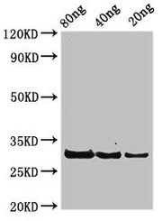 Western Blot Positive WB detected in Recombinant protein All lanes: rplL antibody at 3.25µg/ml Secondary Goat polyclonal to rabbit IgG at 1/50000 dilution Predicted band size: 30 kDa Observed band size: 30 kDa