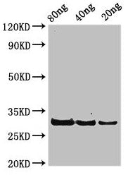 Western Blot Positive WB detected in Recombinant protein All lanes: rplL antibody at 3.25µg/ml Secondary Goat polyclonal to rabbit IgG at 1/50000 dilution Predicted band size: 30 kDa Observed band size: 30 kDa