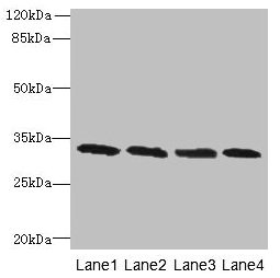 Western blot All lanes: PNP antibody at 16µg/ml Lane 1: Jurkat whole cell lysate Lane 2: K562 whole cell lysate Lane 3: U937 whole cell lysate Lane 4: 293T whole cell lysate Secondary Goat polyclonal to rabbit IgG at 1/10000 dilution Predicted ban...