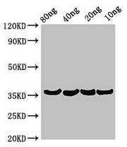 Western Blot Positive WB detected in Recombinant protein All lanes: Beta-lytic metalloendopeptidase antibody at 3.2µg/ml Secondary Goat polyclonal to rabbit IgG at 1/50000 dilution Predicted band size: 36 kDa Observed band size: 36 kDa