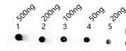 Dot blot analysis of peptides corresponding to the immunogen was probed with MELT antibody at a dilution of 1:1000. Blocking/Dilution buffer: 4% nonfat dry milk(NFDM)/PBS. Secondary antibody：Goat polyclonal to rabbit IgG at 1/40000 dilution Exposu...