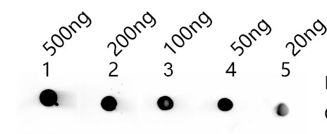Dot blot analysis of peptides corresponding to the immunogen was probed with MELT antibody at a dilution of 1:1000. Blocking/Dilution buffer: 4% nonfat dry milk(NFDM)/PBS. Secondary antibody：Goat polyclonal to rabbit IgG at 1/40000 dilution Exposu...