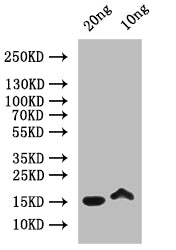 Western Blot Positive WB detected in: recombinant protein All lanes: MELT Antibody at 1:1000 Secondary Goat polyclonal to rabbit IgG at 1/50000 dilution Predicted band size: 17 kDa Observed band size: 17 kDa