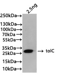 Western Blot Positive WB detected in: recombinant protein All lanes:tolC Antibody at 1:1000 Secondary Goat polyclonal to rabbit IgG at 1/50000 dilution Predicted band size: 24 kDa Observed band size: 24 kDa