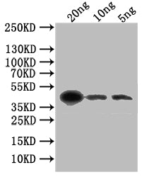 Western Blot Positive WB detected in: recombinant protein All lanes: gL Antibody at 1:1000 Secondary Goat polyclonal to rabbit IgG at 1/50000 dilution Predicted band size: 43 kDa Observed band size: 43 kDa