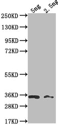 Western Blot Positive WB detected in Recombinant protein All lanes: BARF1 antibody at 1:2000 Secondary Goat polyclonal to rabbit IgG at 1/50000 dilution Predicted band size: 26.5 kDa Observed band size: 32 kDa