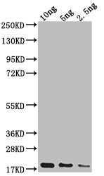 Western Blot Positive WB detected in Recombinant protein All lanes: Capsid protein antibody at 1:2000 Secondary Goat polyclonal to rabbit IgG at 1/50000 dilution Predicted band size: 18.3 kDa Observed band size: 20 kDa