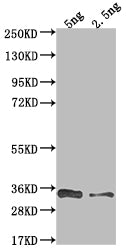 Western Blot Positive WB detected in Recombinant protein All lanes: VACWR117 antibody at 1:2000 Secondary Goat polyclonal to rabbit IgG at 1/50000 dilution Predicted band size: 36 kDa Observed band size: 34 kDa