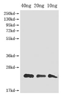 Western Blot Positive WB detected in Recombinant protein All lanes: gag antibody at 1:2000 Secondary Goat polyclonal to rabbit IgG at 1/50000 dilution Predicted band size: 20 kDa Observed band size: 20 kDa