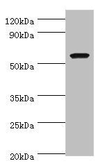 Western blot All lanes: AMY1A antibody at 7ug/ml + Rat heart tissue Secondary Goat polyclonal to rabbit IgG at 1/10000 dilution Predicted band size: 58 kDa Observed band size: 58 kDa