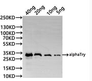 Western Blot Positive WB detected in: recombinant protein All lanes:alphaTry Antibody at 1:1000 Secondary Goat polyclonal to rabbit IgG at 1/20000 dilution Predicted band size: 29.9 kDa Observed band size: 29.9 kDa
