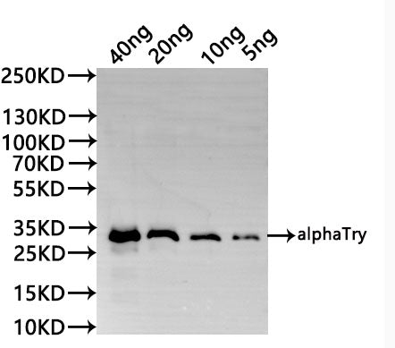 Western Blot Positive WB detected in: recombinant protein All lanes:alphaTry Antibody at 1:1000 Secondary Goat polyclonal to rabbit IgG at 1/20000 dilution Predicted band size: 29.9 kDa Observed band size: 29.9 kDa