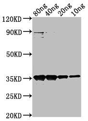 Western Blot Positive WB detected in Recombinant protein All lanes: M antibody at 1:2000 Secondary Goat polyclonal to rabbit IgG at 1/50000 dilution Predicted band size: 35 kDa Observed band size: 35 kDa