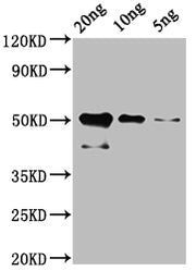 Western Blot Positive WB detected in: Recombinant cry1Ac protein at 20ng, 10ng, 5ng All lanes: cry1Ac antibody at 1:2000 Secondary Goat polyclonal to rabbit IgG at 1/50000 dilution Predicted band size: 51 kDa Observed band size: 51 kDa