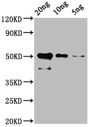 Western Blot Positive WB detected in: Recombinant cry1Ac protein at 20ng, 10ng, 5ng All lanes: cry1Ac antibody at 1:2000 Secondary Goat polyclonal to rabbit IgG at 1/50000 dilution Predicted band size: 51 kDa Observed band size: 51 kDa