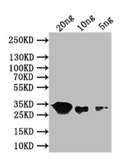 Western Blot Positive WB detected in: recombinant protein All lanes: recN Antibody at 1:1000 Secondary Goat polyclonal to rabbit IgG at 1/50000 dilution Predicted band size: 32 kDa Observed band size: 32 kDa