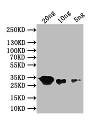 Western Blot Positive WB detected in: recombinant protein All lanes: recN Antibody at 1:1000 Secondary Goat polyclonal to rabbit IgG at 1/50000 dilution Predicted band size: 32 kDa Observed band size: 32 kDa