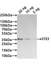 Western Blot Positive WB detected in: recombinant protein All lanes:STE3 Antibody at 1:1000 Secondary Goat polyclonal to rabbit IgG at 1/20000 dilution Predicted band size: 28.1 kDa Observed band size: 35 kDa