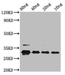 Western Blot Positive WB detected in Recombinant protein All lanes: vpx at 2.6ug/ml Secondary Goat polyclonal to rabbit IgG at 1/50000 dilution Predicted band size: 32 kDa Observed band size: 32 kDa