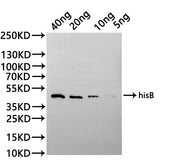 Western Blot Positive WB detected in: recombinant protein All lanes:hisB Antibody at 1:1000 Secondary Goat polyclonal to rabbit IgG at 1/20000 dilution Predicted band size: 41.5 kDa Observed band size: 41.5 kDa